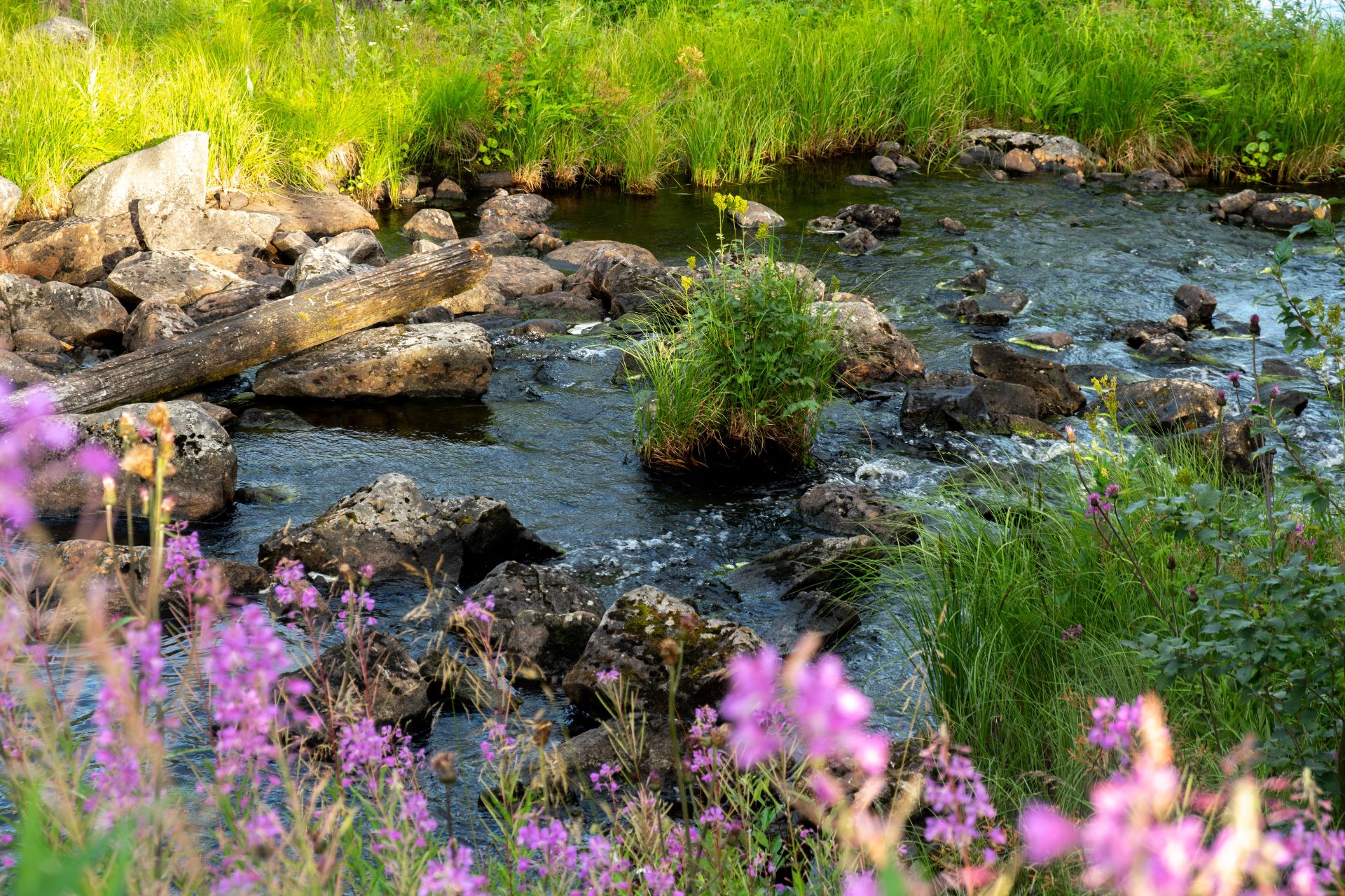 Vadoz summt 2026_Grün und Blau.jpg