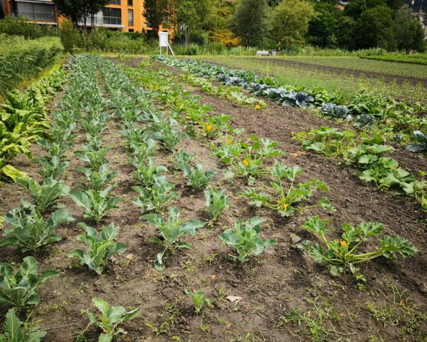 Ernährungsfeld und Weltacker Vaduz