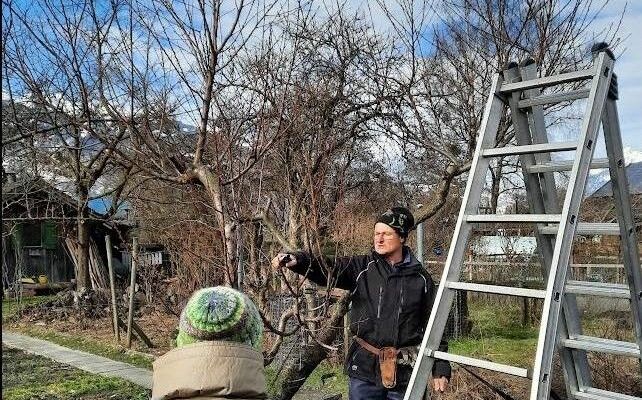 Kurse für Obstbaumschnitt