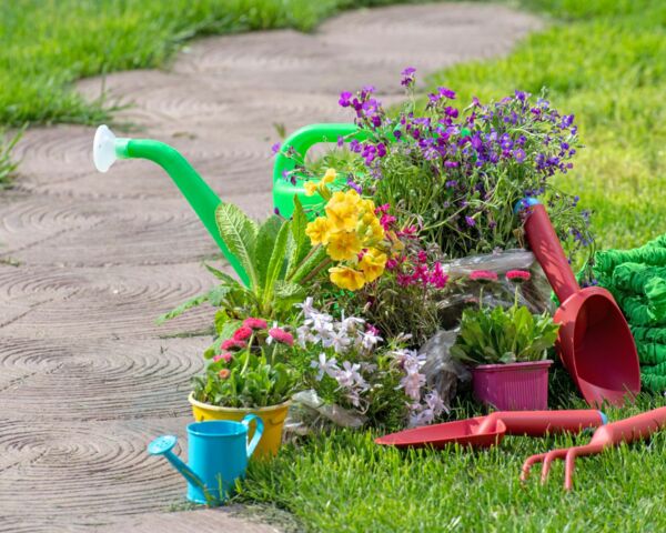 Blühende Pflanzen in Töpfen im Garten