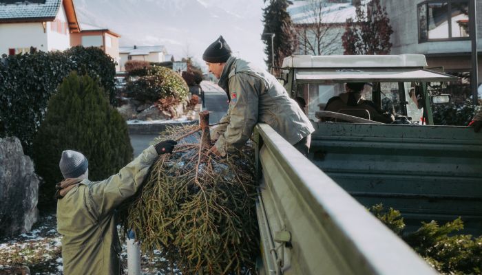 Christbäume werden eingesammelt