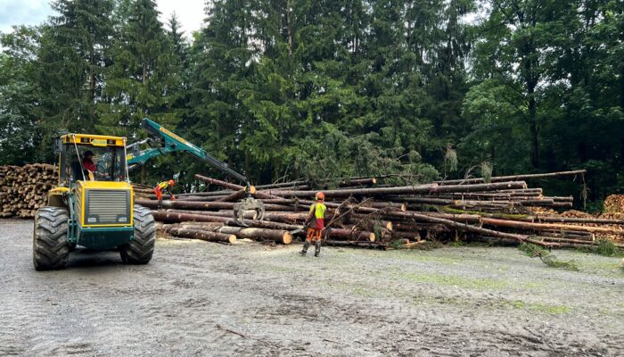 Damaged wood transported from the forest