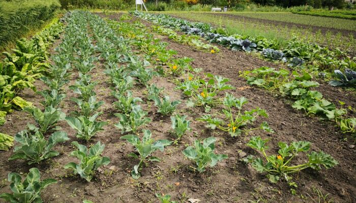 Ernährungsfeld und Weltacker Vaduz