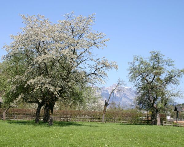 Obstbaum