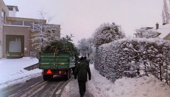 Christbaumsammeln in den Quartieren