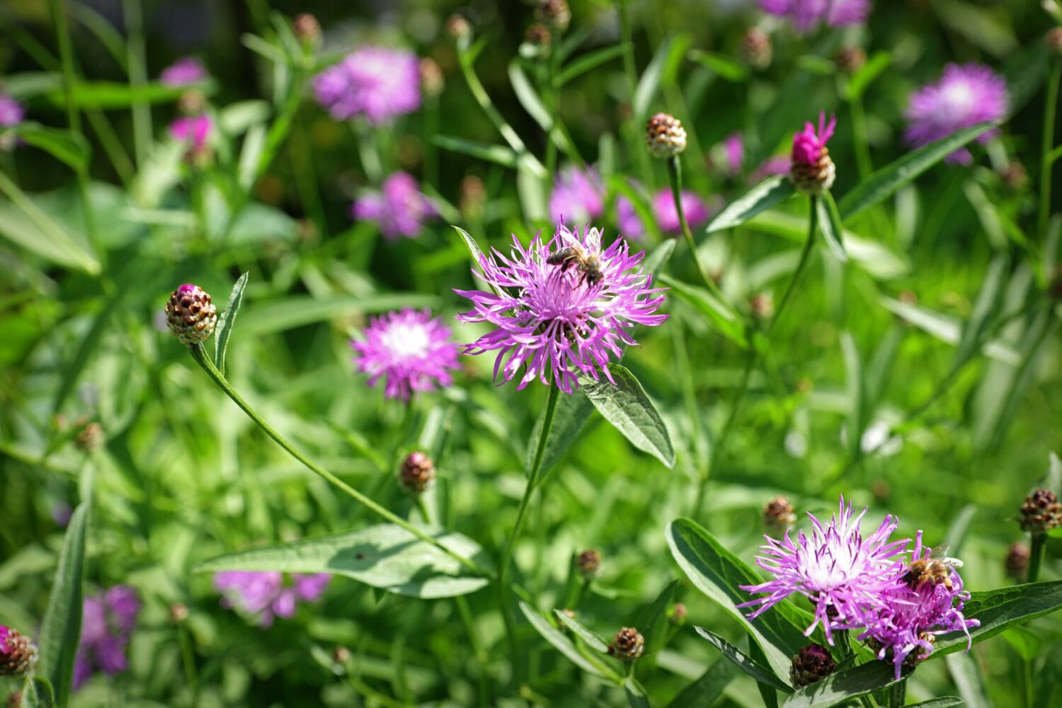 Blumenwiese