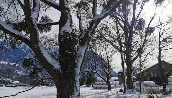 Baumfällungen im Ortsgebiet