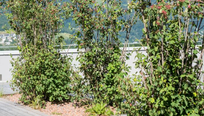 Begrünung Primarschule Ebenholz Vaduz