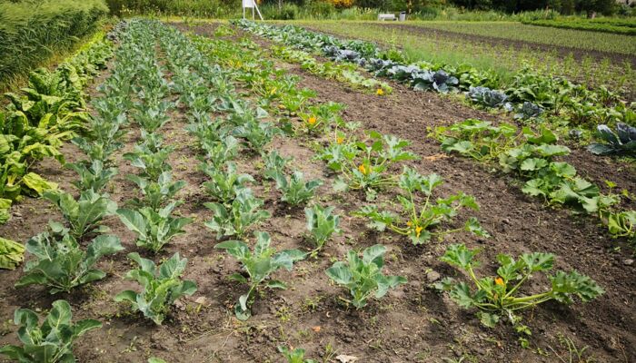 Ernährungsfeld und Weltacker Vaduz